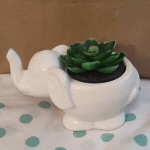 Elephant Succulent